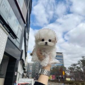 2개월령 미니비숑분양 보냅니당