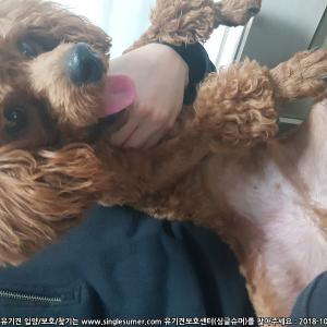 갈색 초코푸들 주인찾습니다
