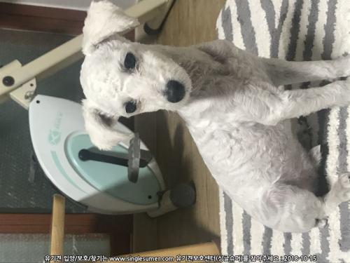 유기견 보호중입니다