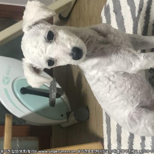 유기견 보호중입니다