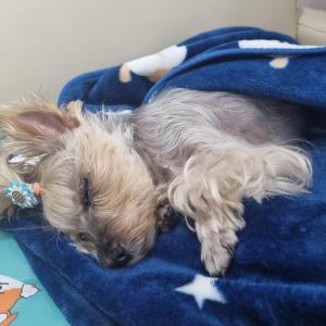 강아지를 잃어버렸어요