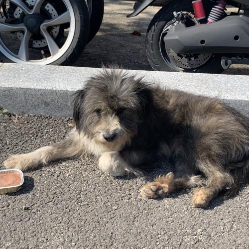 경기 화성시 봉담읍주차장에 돌아다니는 강아지 주인분 찾습니다