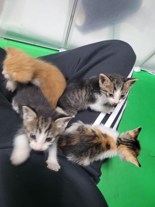 크로스핏 개냥이들 주인을 찾아요!