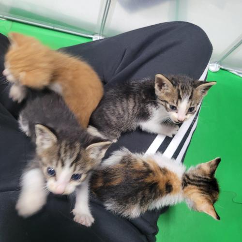 크로스핏 개냥이들 주인을 찾아요!