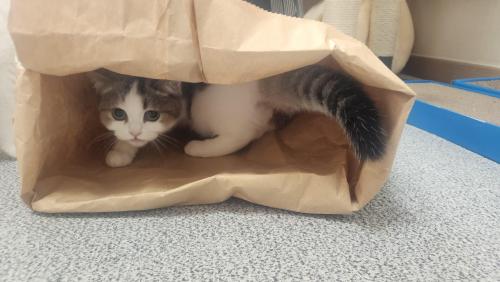 이쁜 브리티쉬 숏헤어 데려가실분 구해요