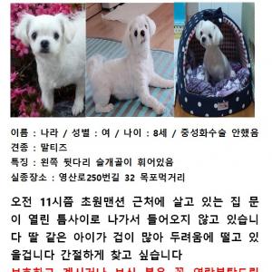 8살 말티즈 여아를 찾습니다
