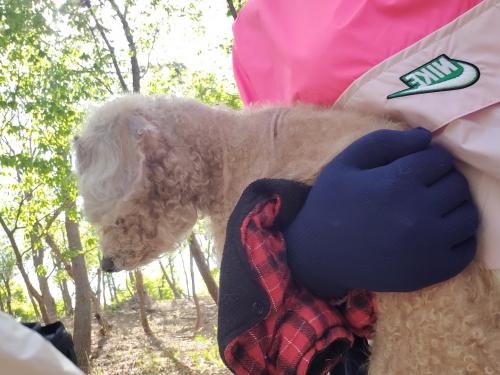 누가 강아지를 버려서 하루 임시보호중입니다