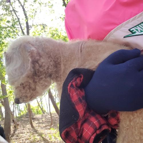 누가 강아지를 버려서 하루 임시보호중입니다