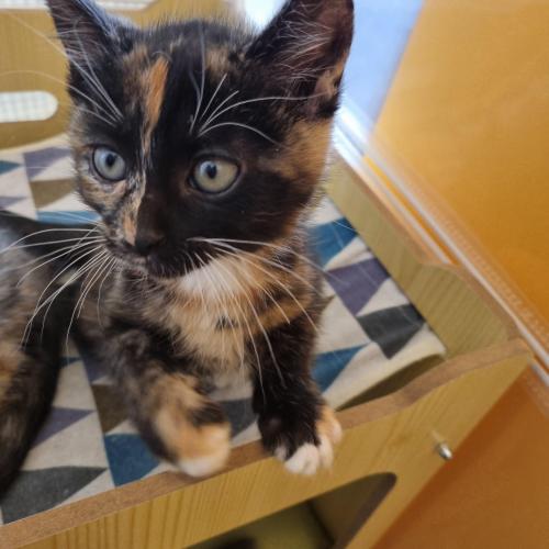 냥이들의 가족이 되어주세요