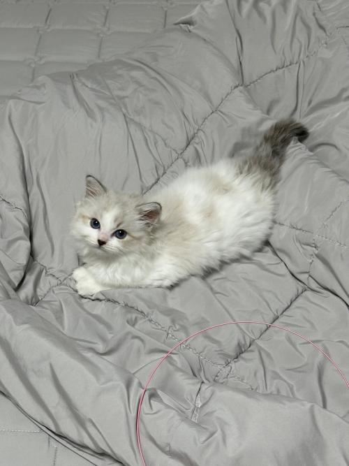 부산 랙돌 여아 2개월 된 공주님 분양합니다 !