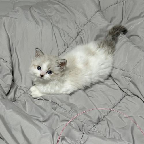 부산 랙돌 여아 2개월 된 공주님 분양합니다 !