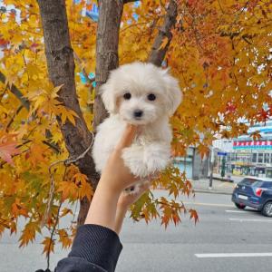 강아지분양 김포강아지분양 꼬똥분양 꼬똥 외모가 가득한 꾜숑 분양합니당~! 귀여운 꼬숑 아가에게 추운 겨울 가족이 되어주세용~
