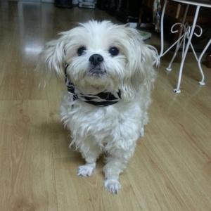 서울 강서구 가양3동 가양6단지 아파트 에서 잃어버린 개를 찾아요