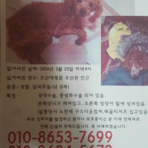 (경기도 오산시) 저희 밍이좀 찾아주세요...