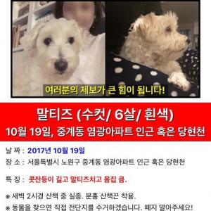 흰 말티즈 찾습니다ㅠㅠ