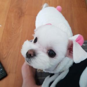 증평 도안면에서 잃어버린 말티즈(여아)를 찾습니다.