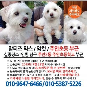 보리를 찾습니다