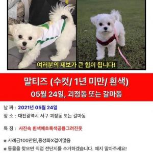 대전 강아지 찾습니다 사례100만원