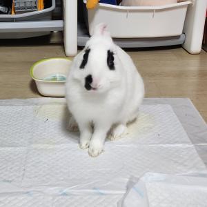 귀여운 토끼친구 다예의 가족이 되어주세요