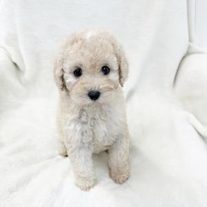 스탠다드푸들 왕자님 분양 합니다.