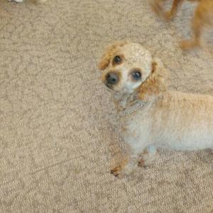 갈색푸들 '보리'를 애타게 찾고있습니다.