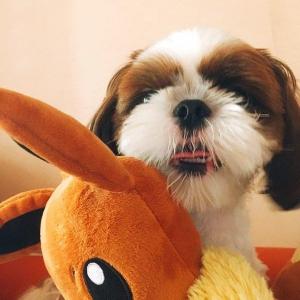 만수6동 시츄 찾습니다