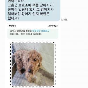 2024년 6월에 잃어버린 푸들 찾아요(2)