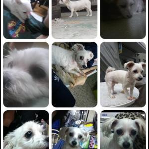 마포구 성산동 흰색 말티즈 암컷 찾아요