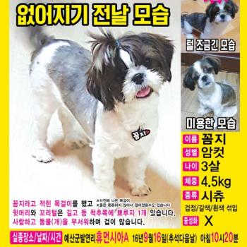예산 시츄 꼼지 찾습니다!