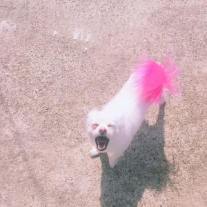 우리 뽀삐좀찾아주세요 부탁드려요