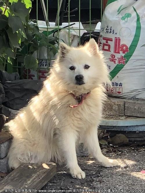 용인시 처인구 하얀색 강아지 주인 찾아요