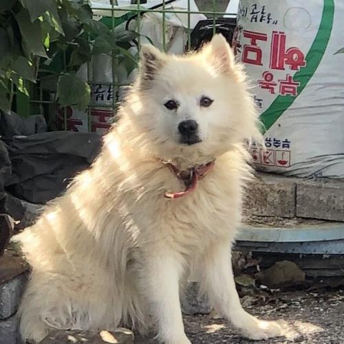 용인시 처인구 하얀색 강아지 주인 찾아요