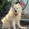 용인시 처인구 하얀색 강아지 주인 찾아요