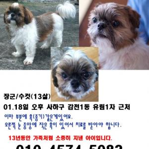 강이지 찾습니다(부산 사하구 감천1동)