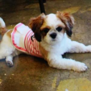 광주 동구에서 잃어버린 시츄 찾아요..