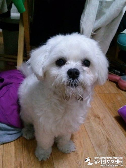 영등포구 신길 4동 동사무소 앞에서 발견한 말티즈 어린 남아 보호중입니다