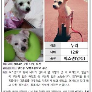 (강아지 찾아요) 부산 영도구 / 믹스견 / 암컷 / 누리 찾아요 /사례합니다!