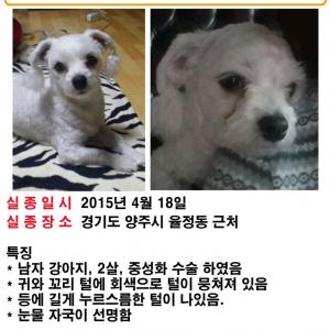 말티즈 남아를 찾습니다.