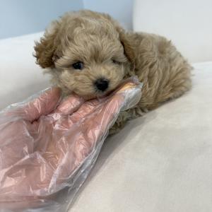 애교쟁이 크림말티푸 분양합니다!