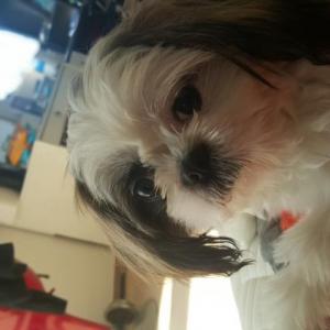 마리(시츄)를 찾습니다!!