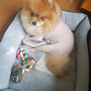 경기도 이천 포메 수컷 찾아요