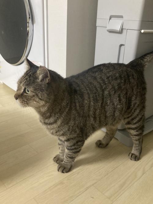 서울시 성동구 용답동 고양이 임시보호중입니다