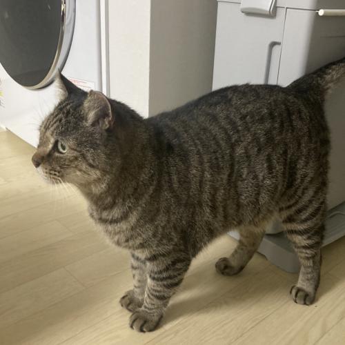 서울시 성동구 용답동 고양이 임시보호중입니다