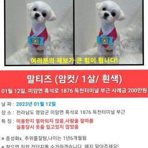 전라남도 영암군 말티즈 찾습니다..