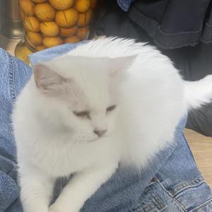 부산 주례 개금 흰색 고양이 찾습니다