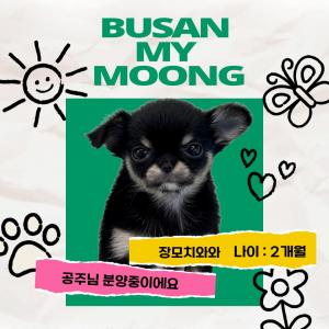 2개월 장모치와와 까미 공주님 가족을 찾아요 ❤ 