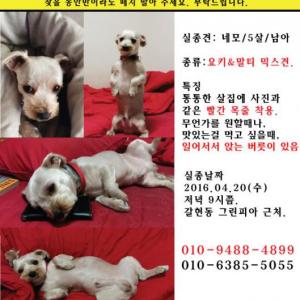 서울 은평구<강아지를 찾습니다>