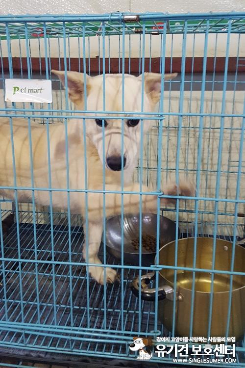 천안유기동물보호소에서 태어난 믹스견 배사장 분양합니다~