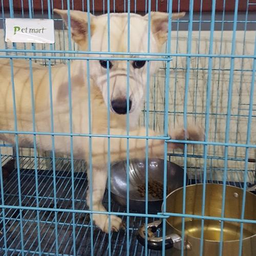 천안유기동물보호소에서 태어난 믹스견 배사장 분양합니다~