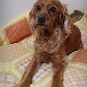 강아지 찾습니다